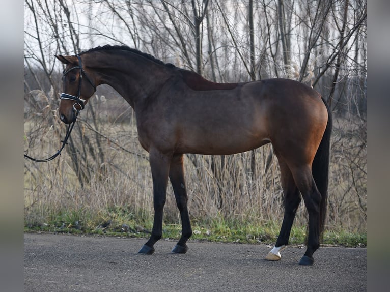 KWPN Giumenta 6 Anni 169 cm Baio ciliegia in Baracs