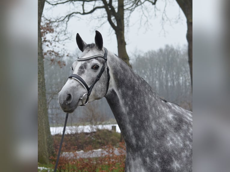 KWPN Giumenta 6 Anni 169 cm Grigio in Diever