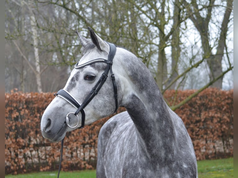 KWPN Giumenta 6 Anni 169 cm Grigio in Diever