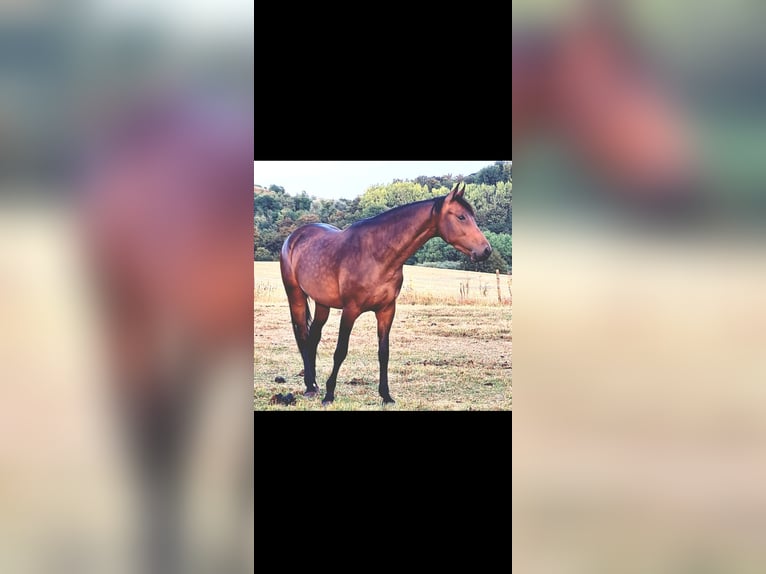 KWPN Giumenta 6 Anni 170 cm Baio in Mettmann
