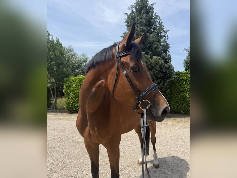 KWPN Giumenta 6 Anni 170 cm Baio in Oud Gastel