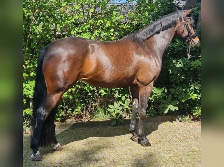 KWPN Giumenta 6 Anni 170 cm Baio scuro in Ermelo