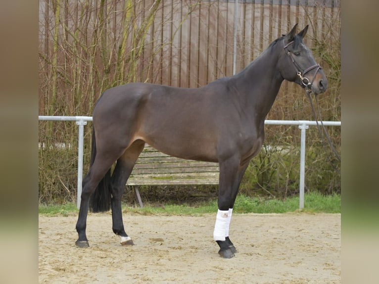 KWPN Giumenta 6 Anni 170 cm Baio scuro in Geilenkirchen