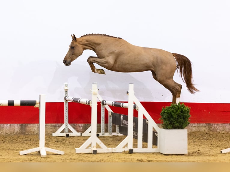 KWPN Giumenta 6 Anni 170 cm Baio scuro in Waddinxveen