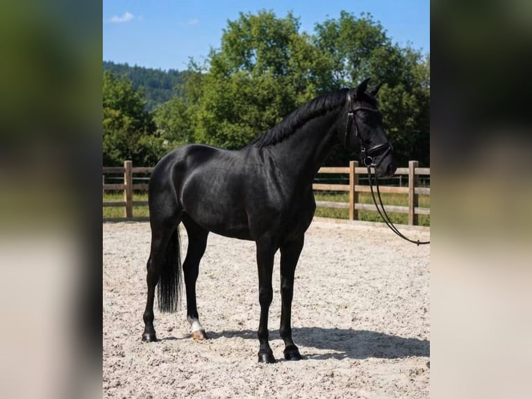 KWPN Giumenta 6 Anni 170 cm Morello in Határ utca 25