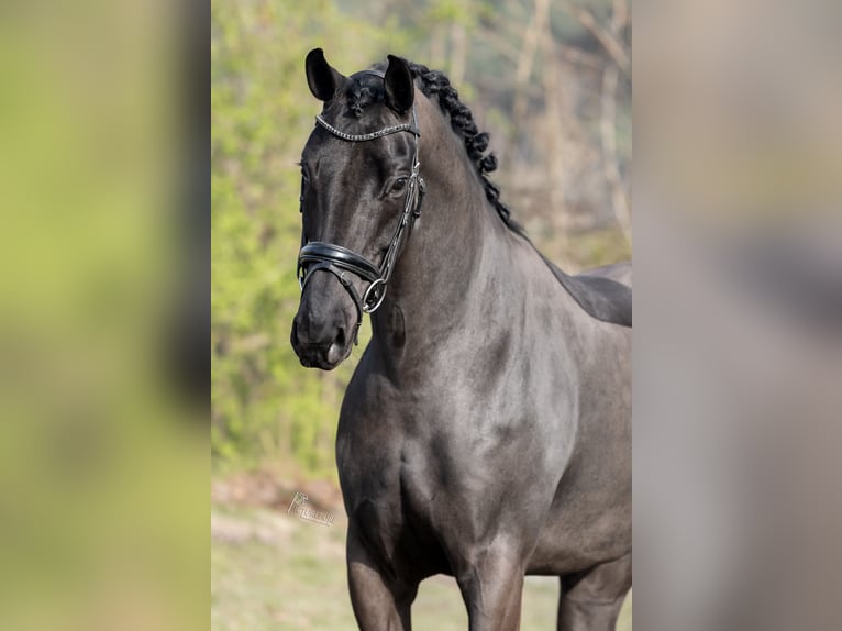 KWPN Giumenta 6 Anni 170 cm Morello in Peer