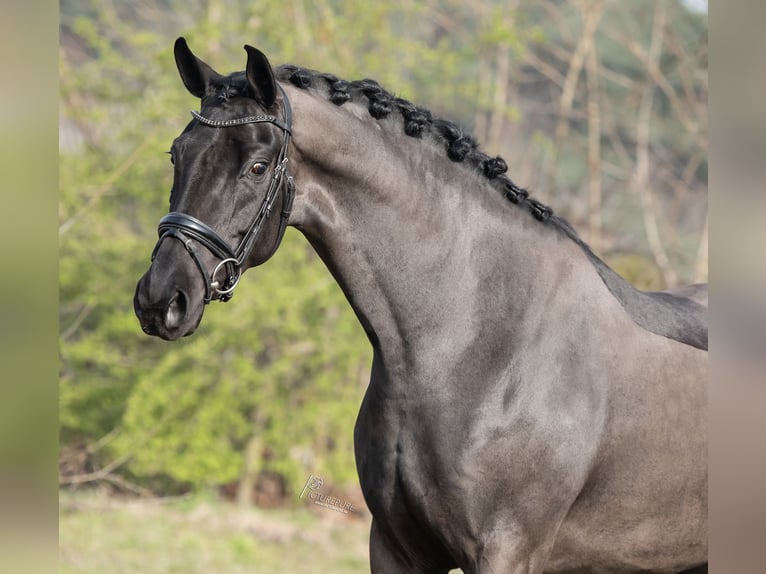 KWPN Giumenta 6 Anni 170 cm Morello in Peer