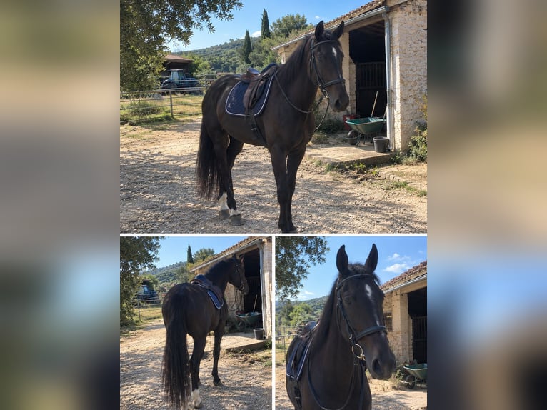 KWPN Giumenta 6 Anni 170 cm Morello in La Canourgue – Lozère