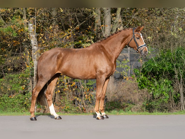 KWPN Giumenta 6 Anni 170 cm Sauro in Oosterhout