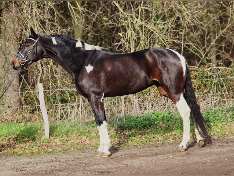 KWPN Giumenta 6 Anni 171 cm Pezzato in Someren