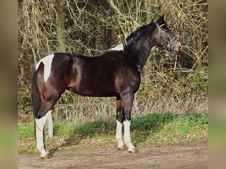 KWPN Giumenta 6 Anni 171 cm Pezzato in Someren