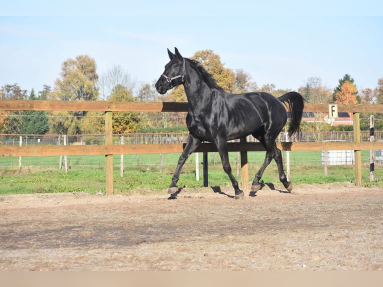 KWPN Giumenta 6 Anni 172 cm Morello in Achtmaal