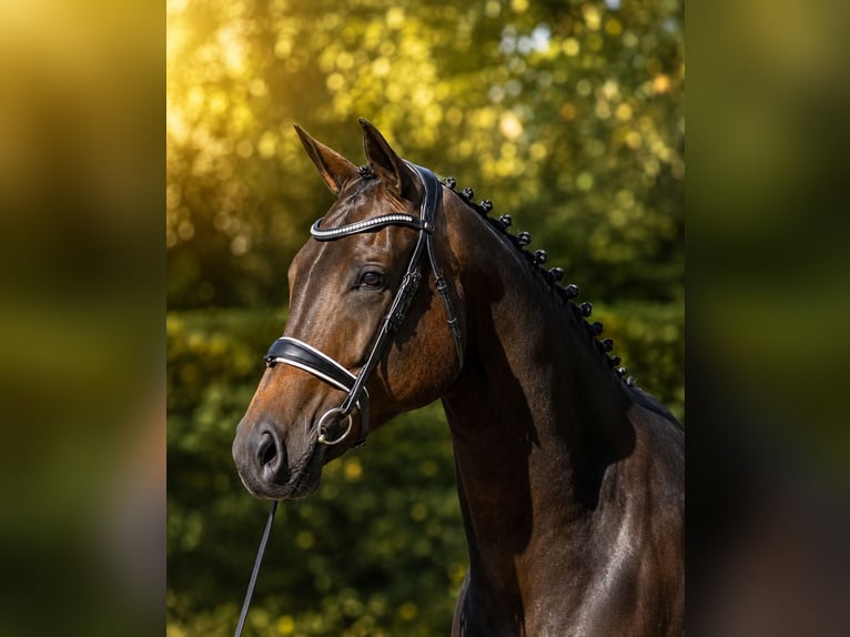 KWPN Giumenta 6 Anni 173 cm Baio nero in Diever