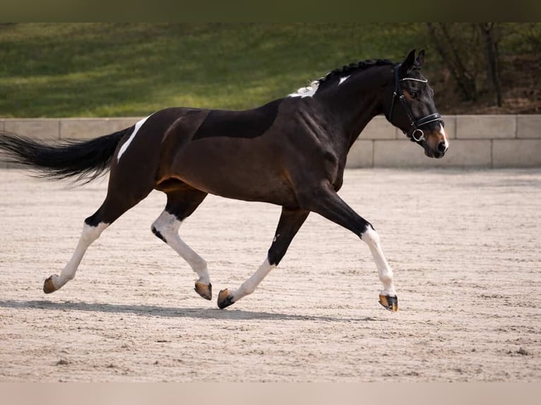 KWPN Giumenta 6 Anni 174 cm Pezzato in Nettersheim