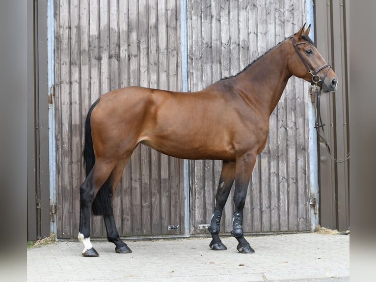 KWPN Giumenta 6 Anni 175 cm Baio in Geilenkirchen