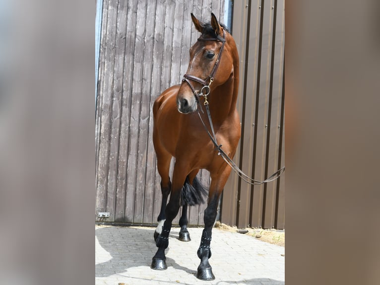 KWPN Giumenta 6 Anni 175 cm Baio in Geilenkirchen