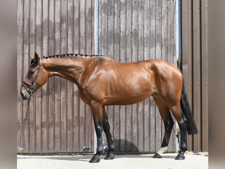 KWPN Giumenta 6 Anni 175 cm Baio in Geilenkirchen