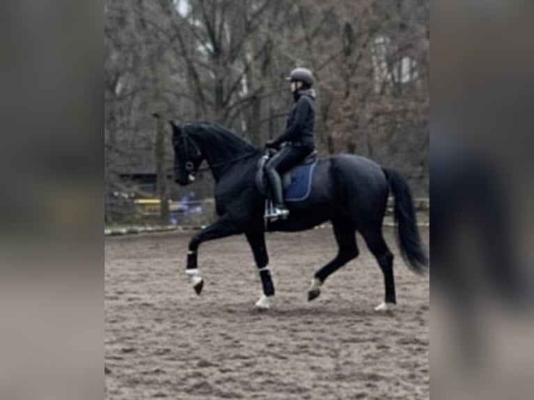 KWPN Giumenta 6 Anni 175 cm Morello in Berlin