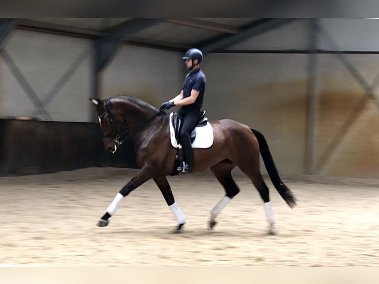 KWPN Giumenta 6 Anni 176 cm Baio scuro in Neeritter