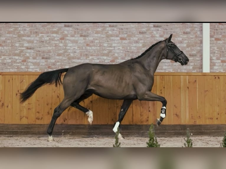 KWPN Giumenta 6 Anni 180 cm Morello in Niederkassel