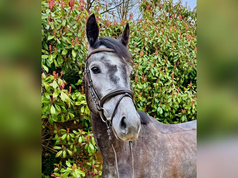 KWPN Giumenta 7 Anni 160 cm Grigio in Deutschlandsberg
