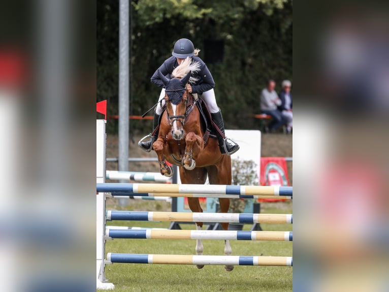 KWPN Giumenta 7 Anni 160 cm Sauro in Paderborn