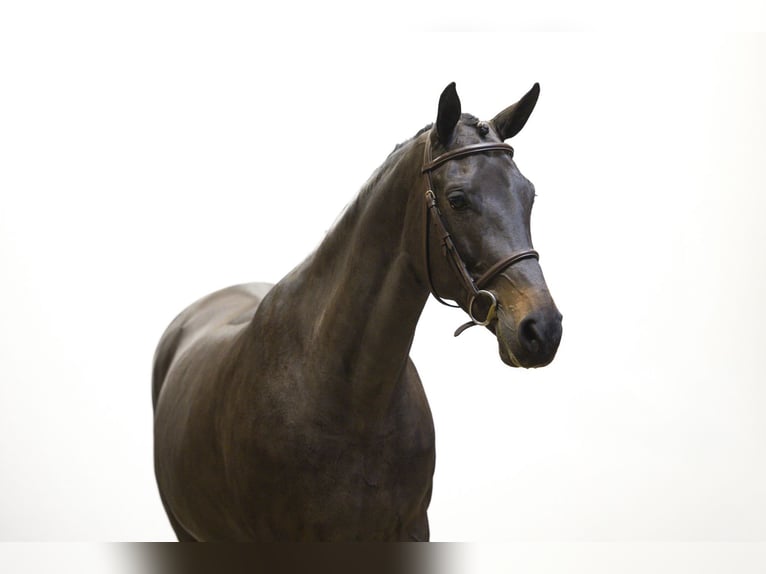 KWPN Giumenta 7 Anni 161 cm Baio nero in Waddinxveen KWPN Giumenta 7 Anni 161 cm Baio nero in Waddinxveen