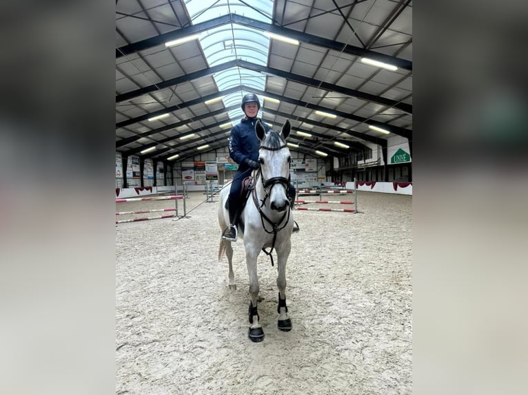 KWPN Giumenta 7 Anni 162 cm Grigio in Hijken