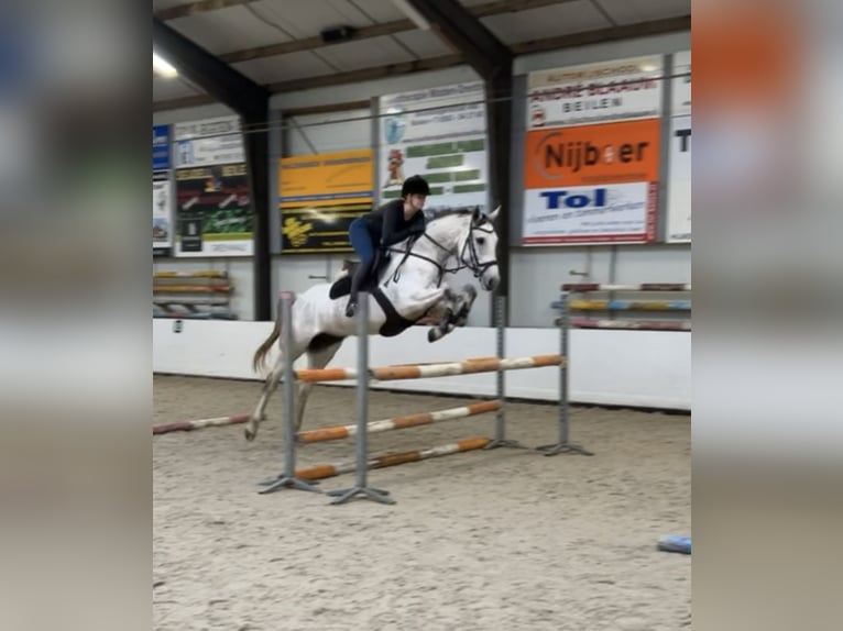 KWPN Giumenta 7 Anni 162 cm Grigio in Hijken