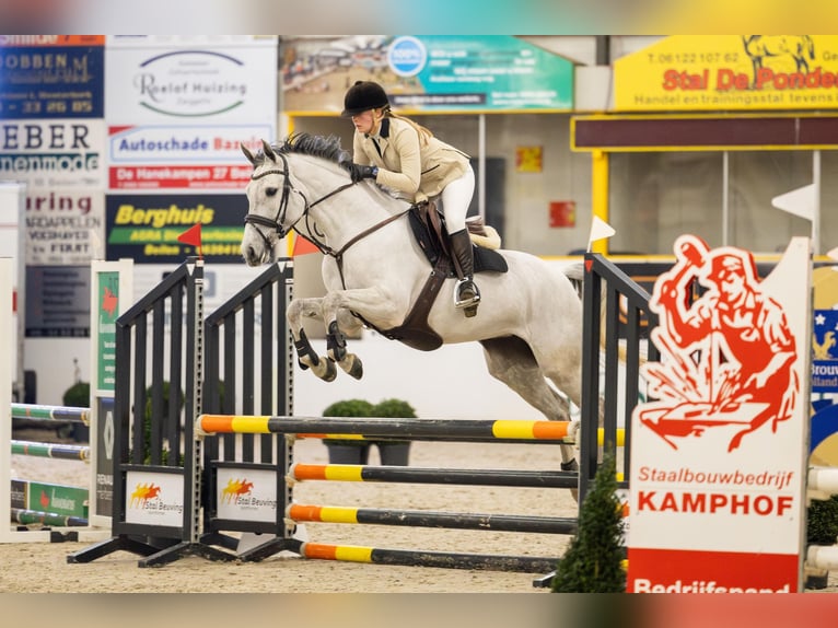 KWPN Giumenta 7 Anni 162 cm Grigio in Hijken