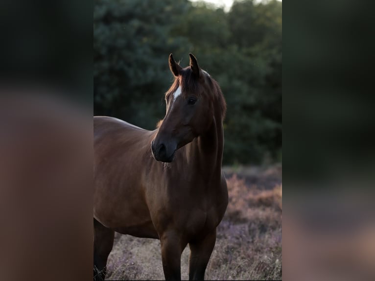 KWPN Giumenta 7 Anni 163 cm Baio in Papendrecht