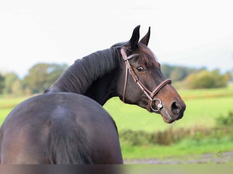 KWPN Giumenta 7 Anni 163 cm Baio scuro in Markelo