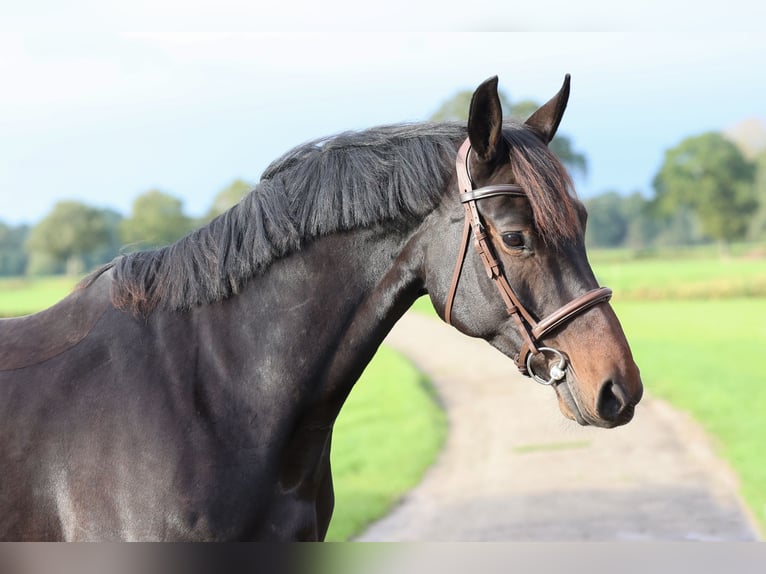 KWPN Giumenta 7 Anni 163 cm Baio scuro in Markelo