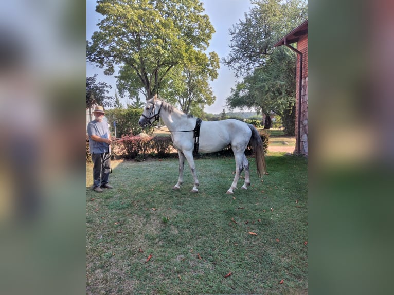 KWPN Giumenta 7 Anni 164 cm Grigio in Steinhöfel OT Behlendorf