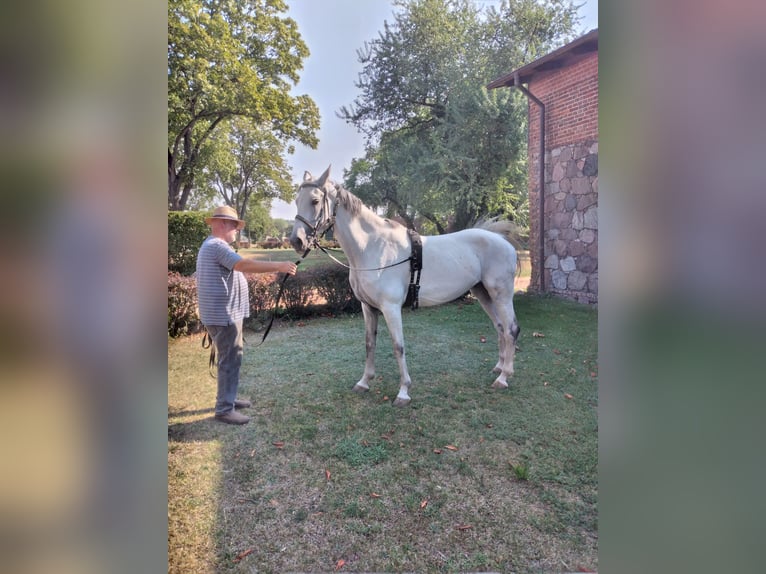 KWPN Giumenta 7 Anni 164 cm Grigio in Steinhöfel OT Behlendorf