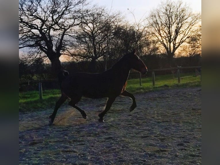 KWPN Giumenta 7 Anni 165 cm Baio in Maulévrier