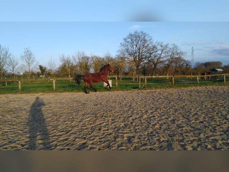 KWPN Giumenta 7 Anni 165 cm Baio in Maulévrier