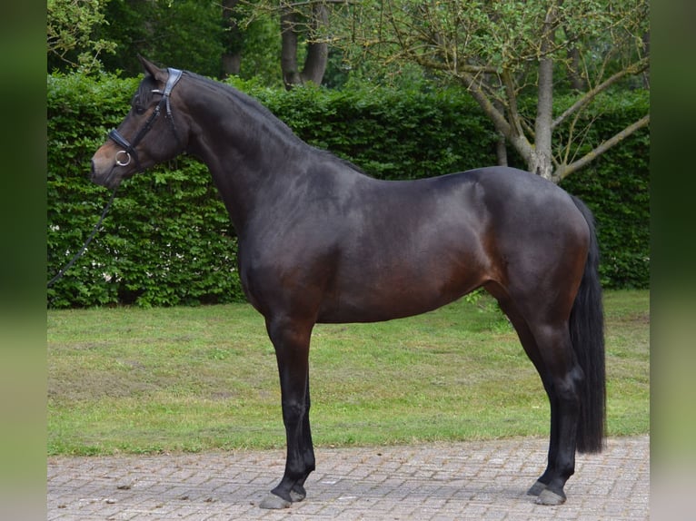KWPN Giumenta 7 Anni 165 cm Baio nero in Diever