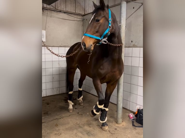 KWPN Giumenta 7 Anni 165 cm Baio scuro in Zuidoostbeemster