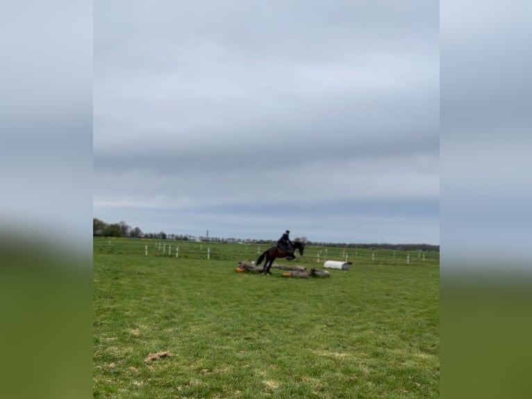 KWPN Giumenta 7 Anni 165 cm Baio scuro in Zuidoostbeemster