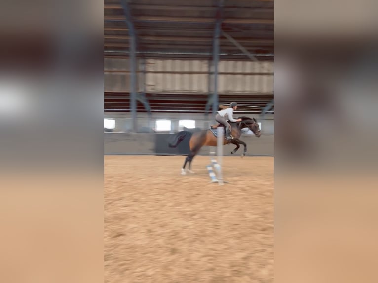 KWPN Giumenta 7 Anni 165 cm Baio scuro in Zuidoostbeemster