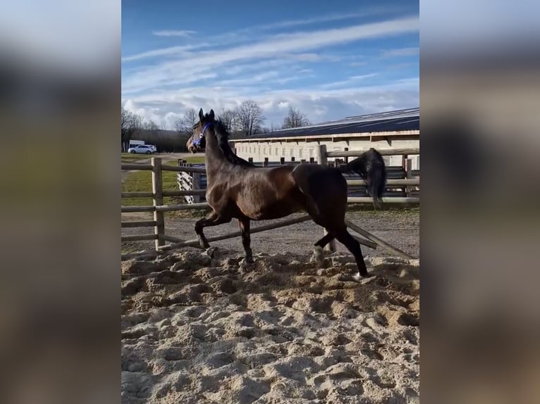 KWPN Giumenta 7 Anni 165 cm Baio scuro in Zuidoostbeemster