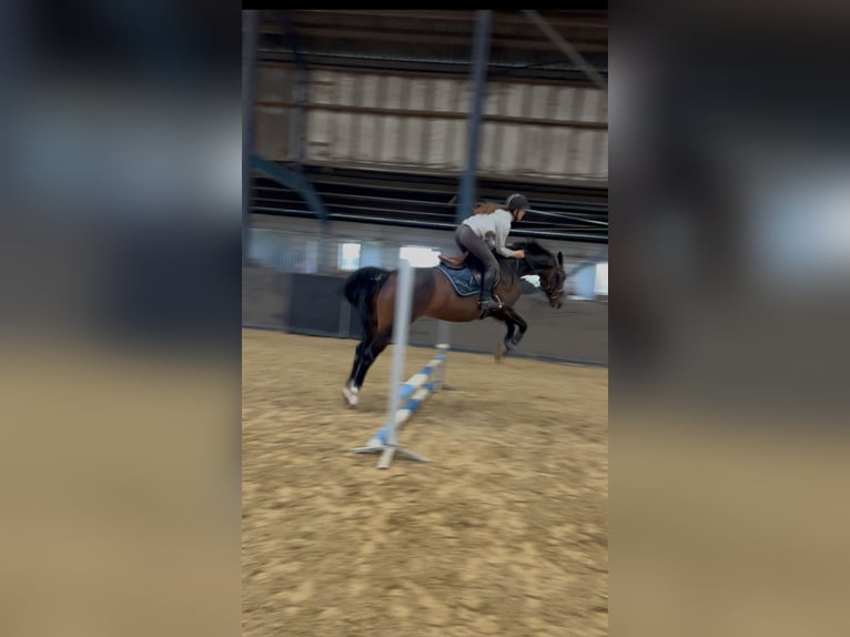 KWPN Giumenta 7 Anni 165 cm Baio scuro in Zuidoostbeemster