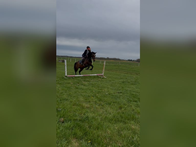 KWPN Giumenta 7 Anni 165 cm Baio scuro in Zuidoostbeemster