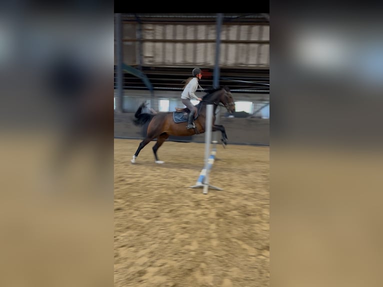 KWPN Giumenta 7 Anni 165 cm Baio scuro in Zuidoostbeemster