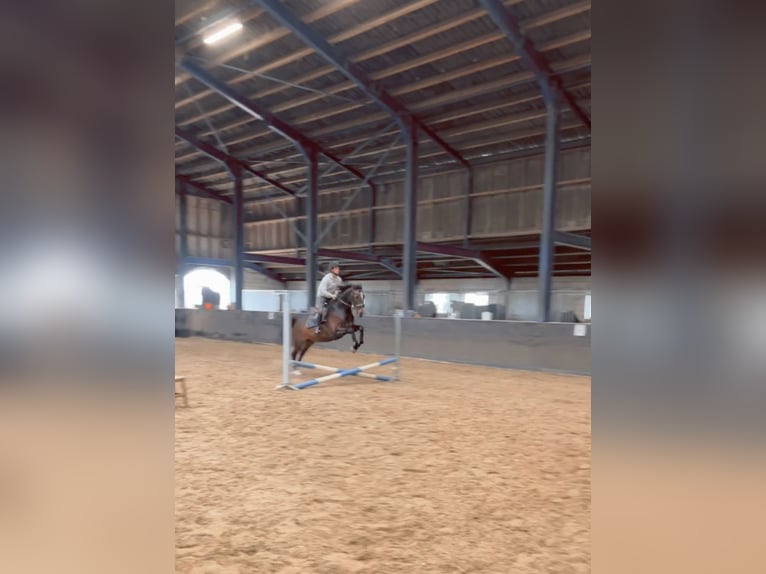 KWPN Giumenta 7 Anni 165 cm Baio scuro in Zuidoostbeemster