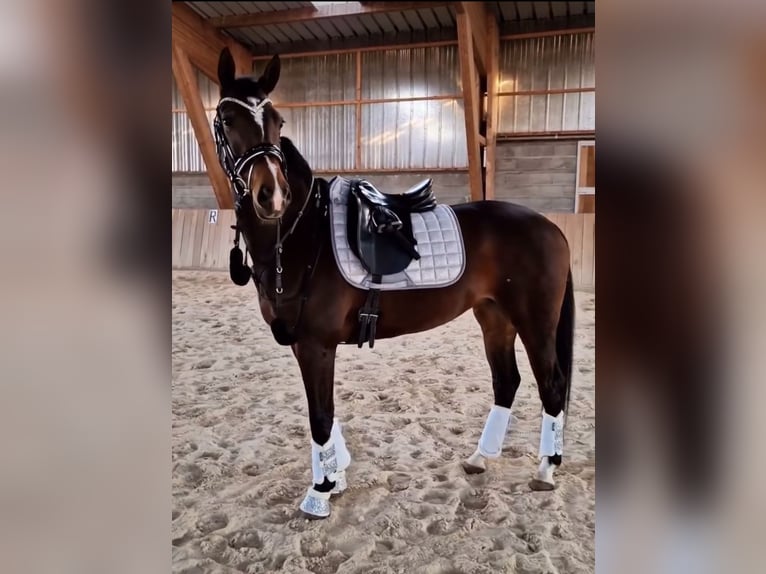 KWPN Giumenta 7 Anni 165 cm Baio scuro in Zuidoostbeemster