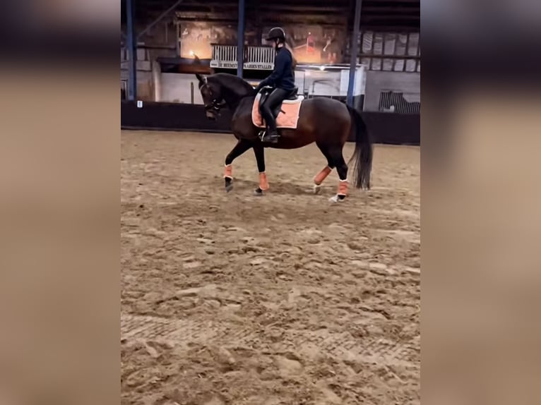 KWPN Giumenta 7 Anni 165 cm Baio scuro in Zuidoostbeemster