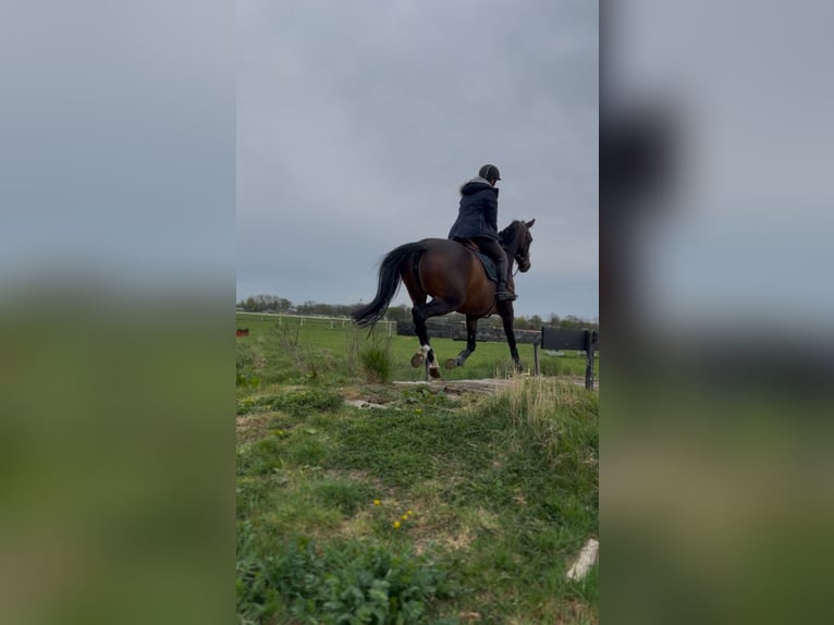 KWPN Giumenta 7 Anni 165 cm Baio scuro in Zuidoostbeemster