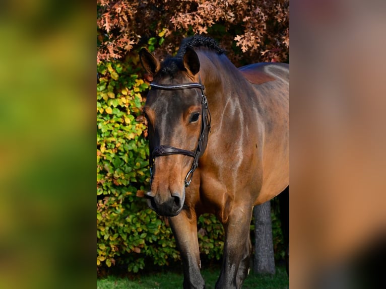 KWPN Giumenta 7 Anni 165 cm Baio scuro in Bladel